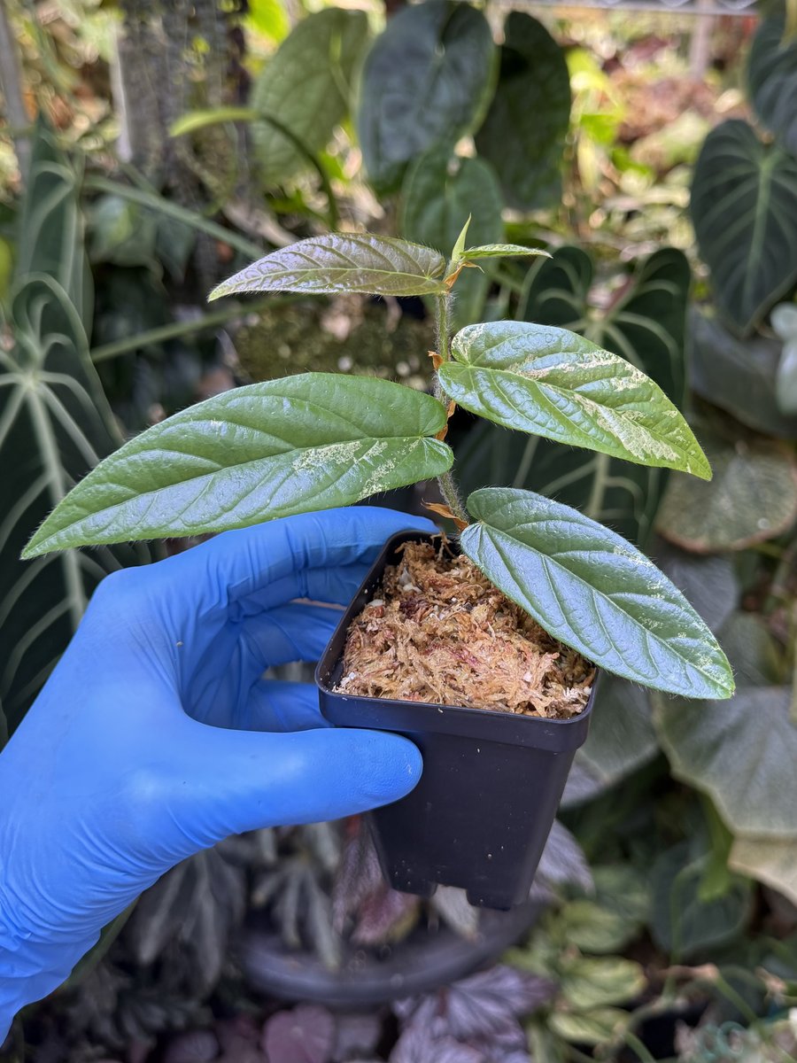 Ficus sagittata ‘Variegata’