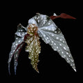 Begonia Black Forest