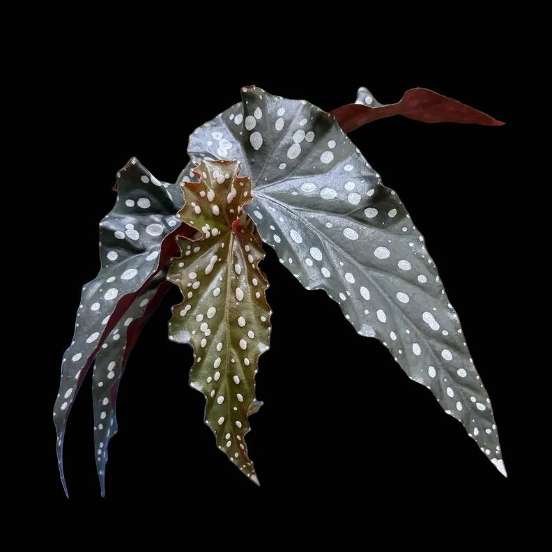 Begonia Black Forest