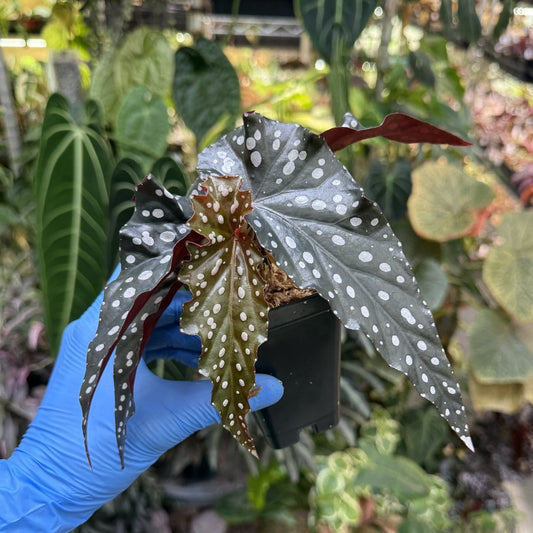 Begonia Black Forest