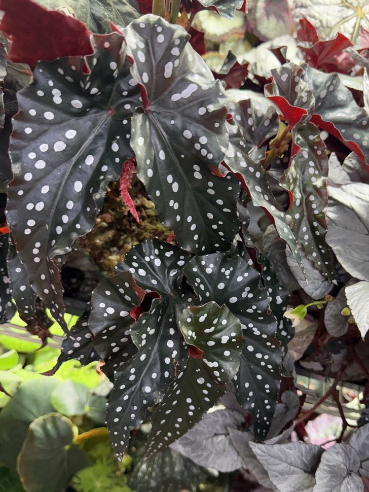 Begonia Black Forest