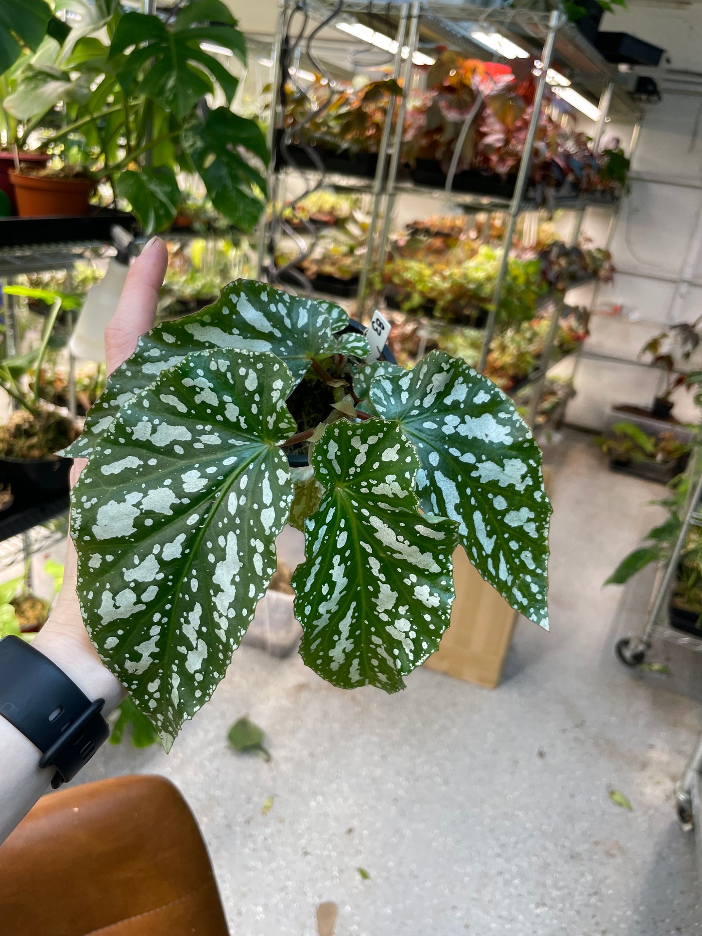 Begonia Ice Capades