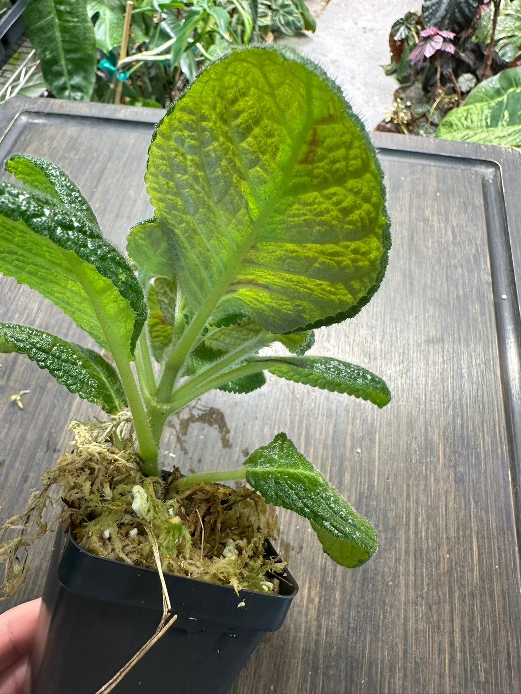 Episcia 'Slinky Pink'