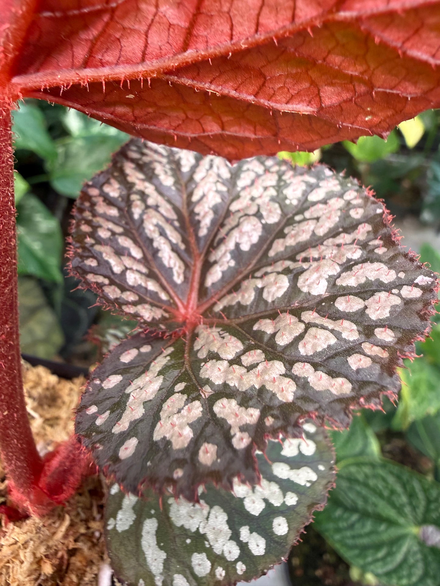 Begonia Betsy