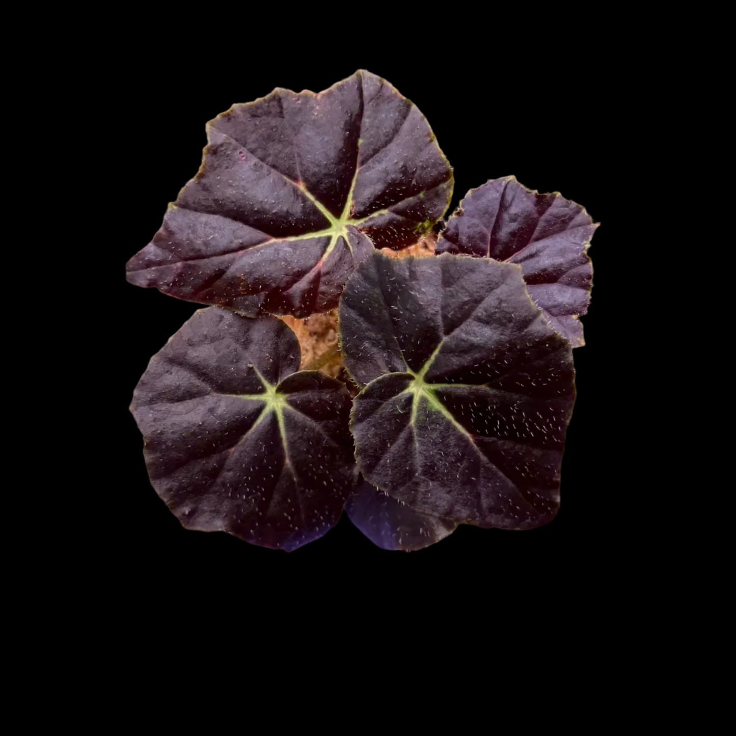 Begonia Aces High