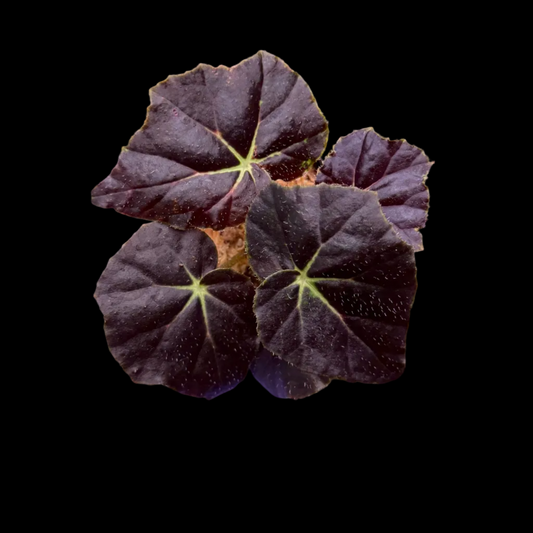 Begonia Aces High