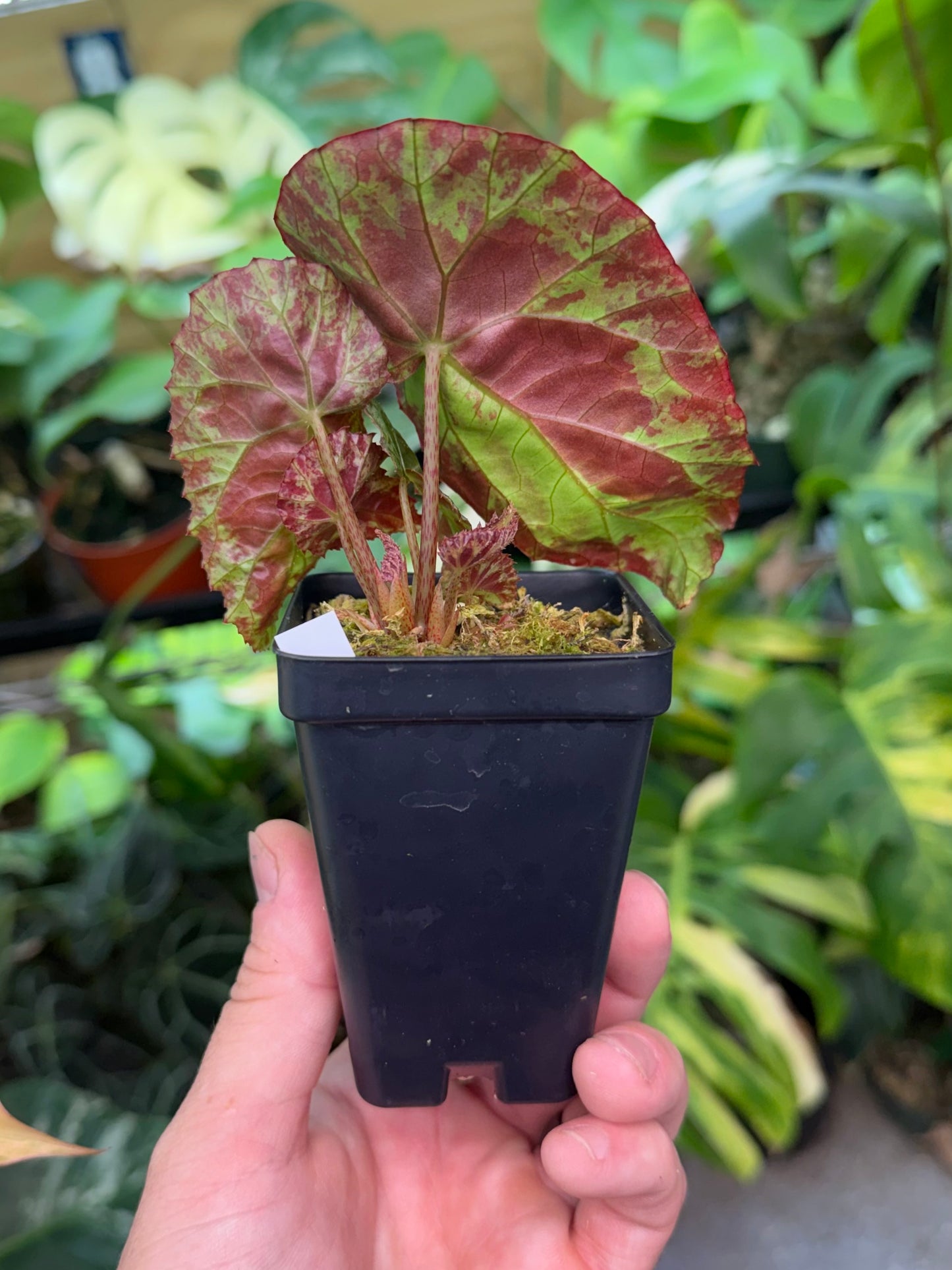 Begonia Burkillii
