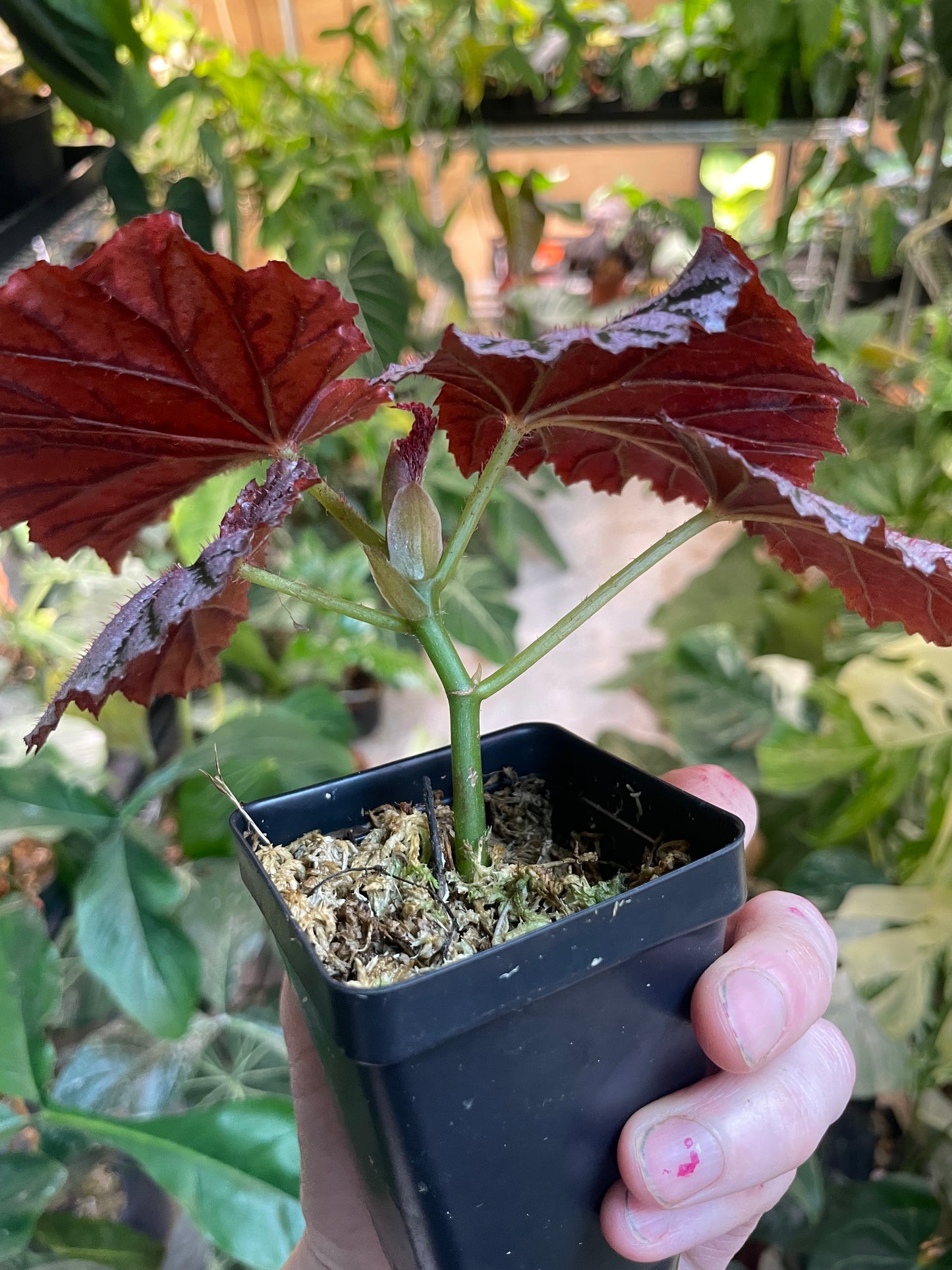 Begonia Gypsy Rose