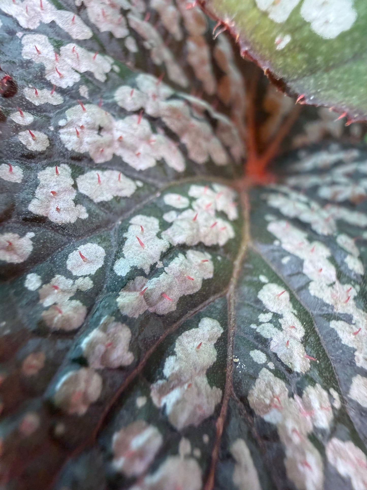 Begonia Betsy
