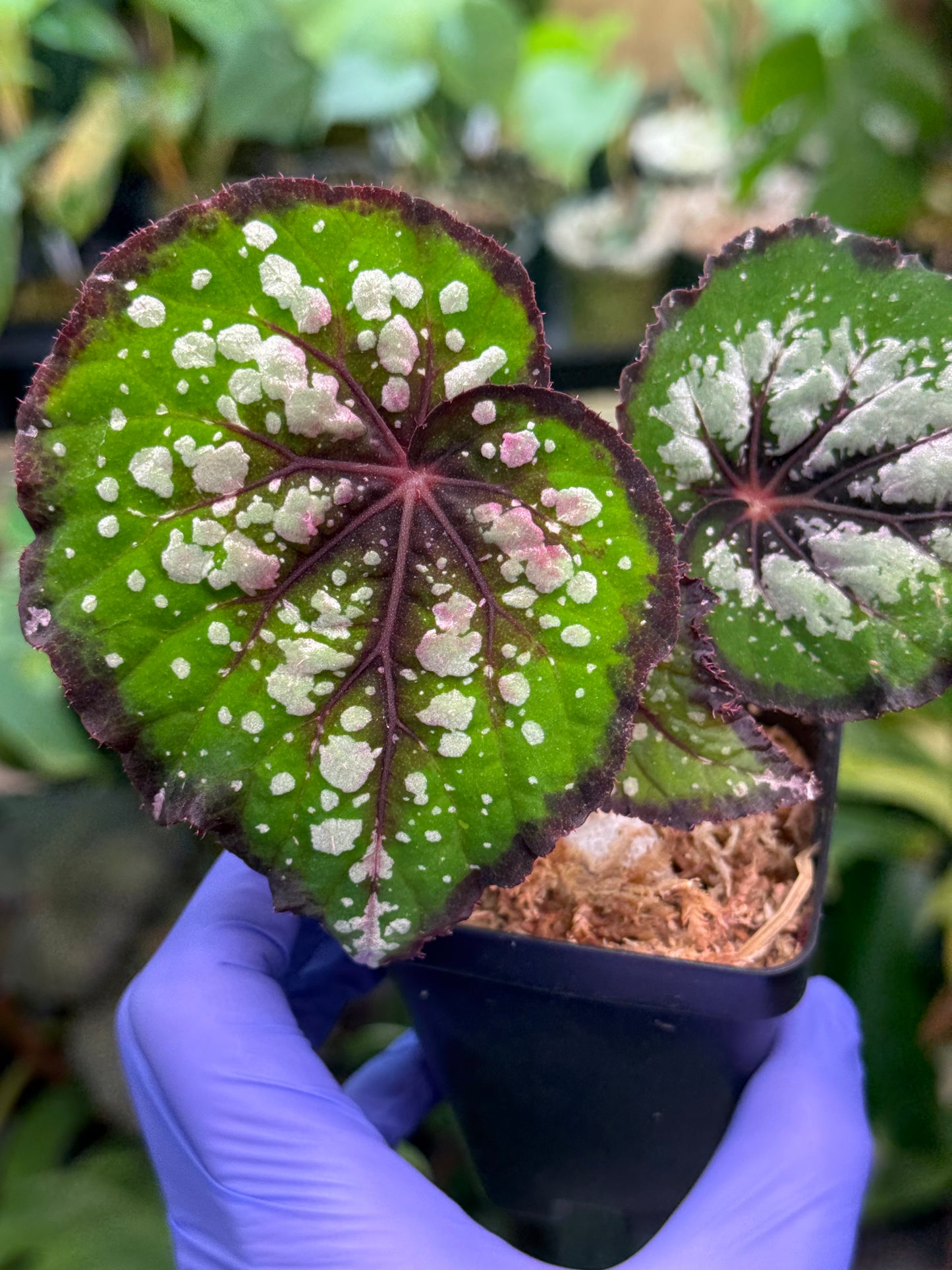 Begonia Bostella