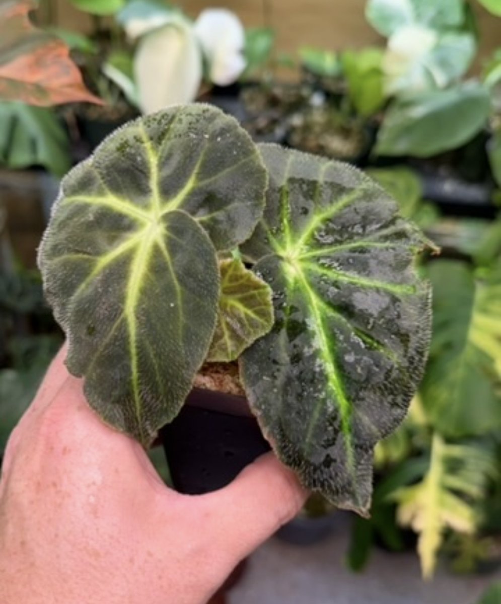 Begonia Caravan