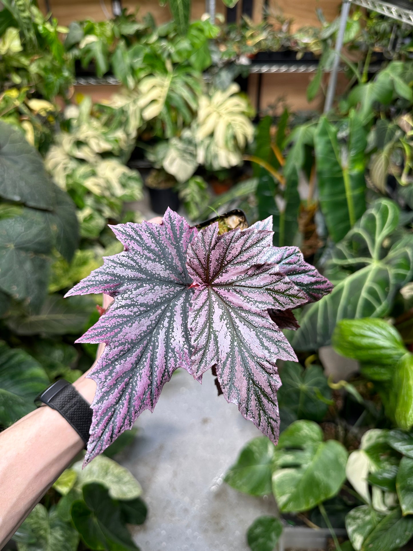 Begonia Pink Minx