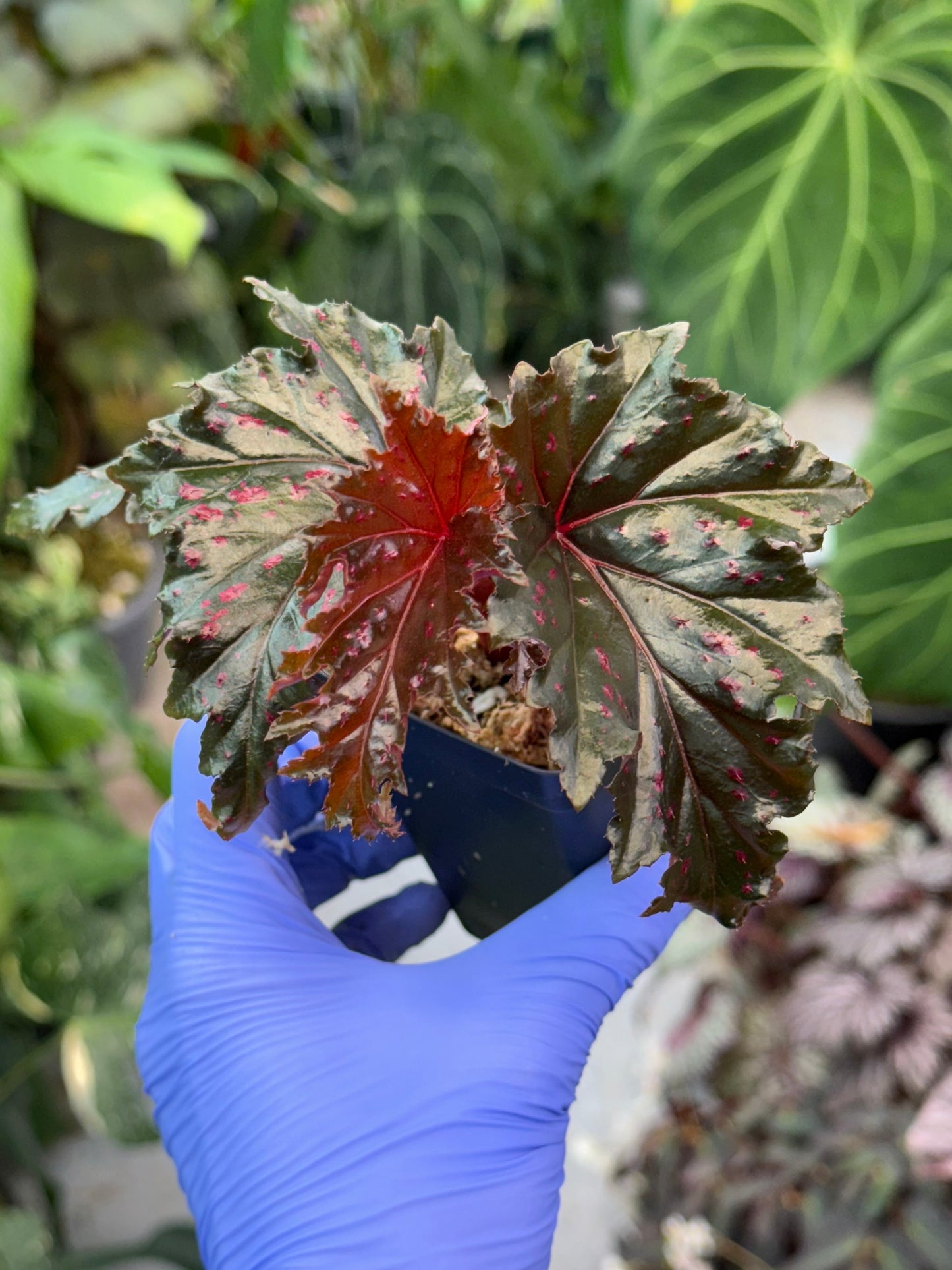 Begonia Serratipetala