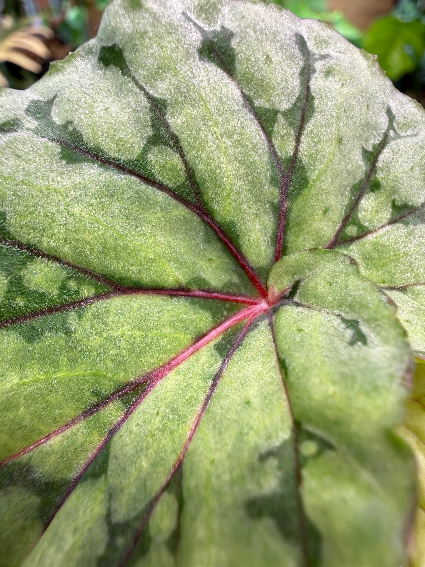 Begonia U038