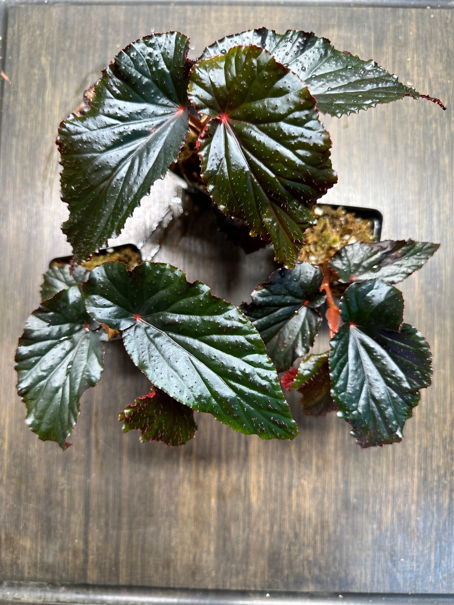 Begonia Arabian Sunset