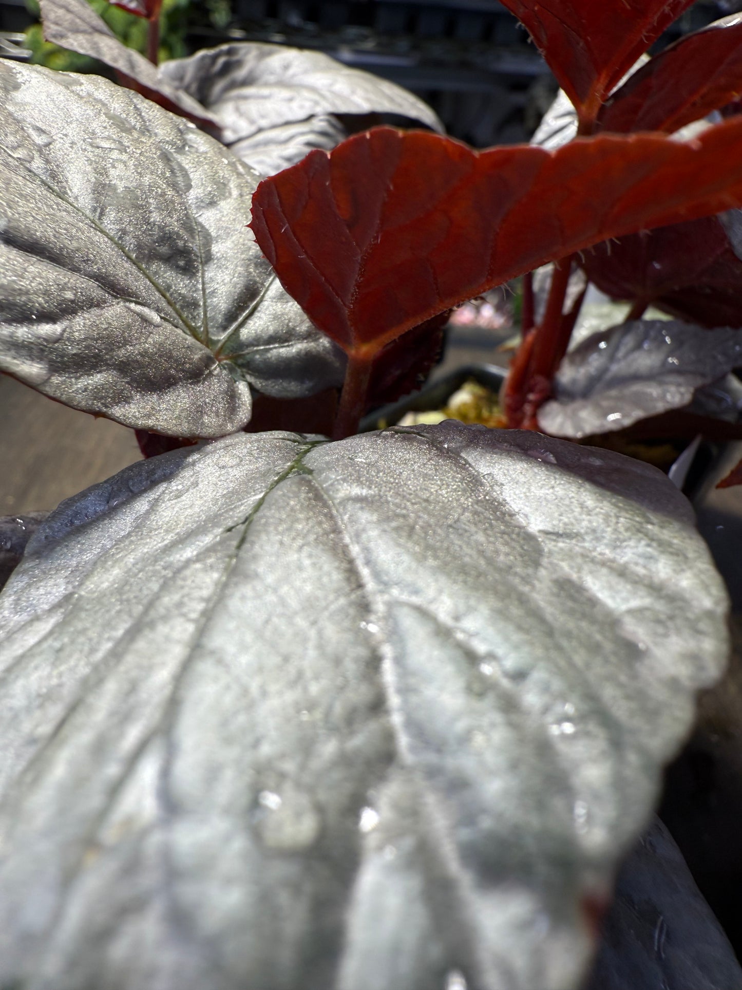 Begonia Silver Limbo
