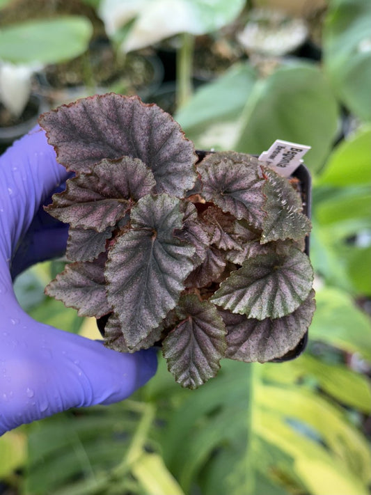Begonia bartonea hort.