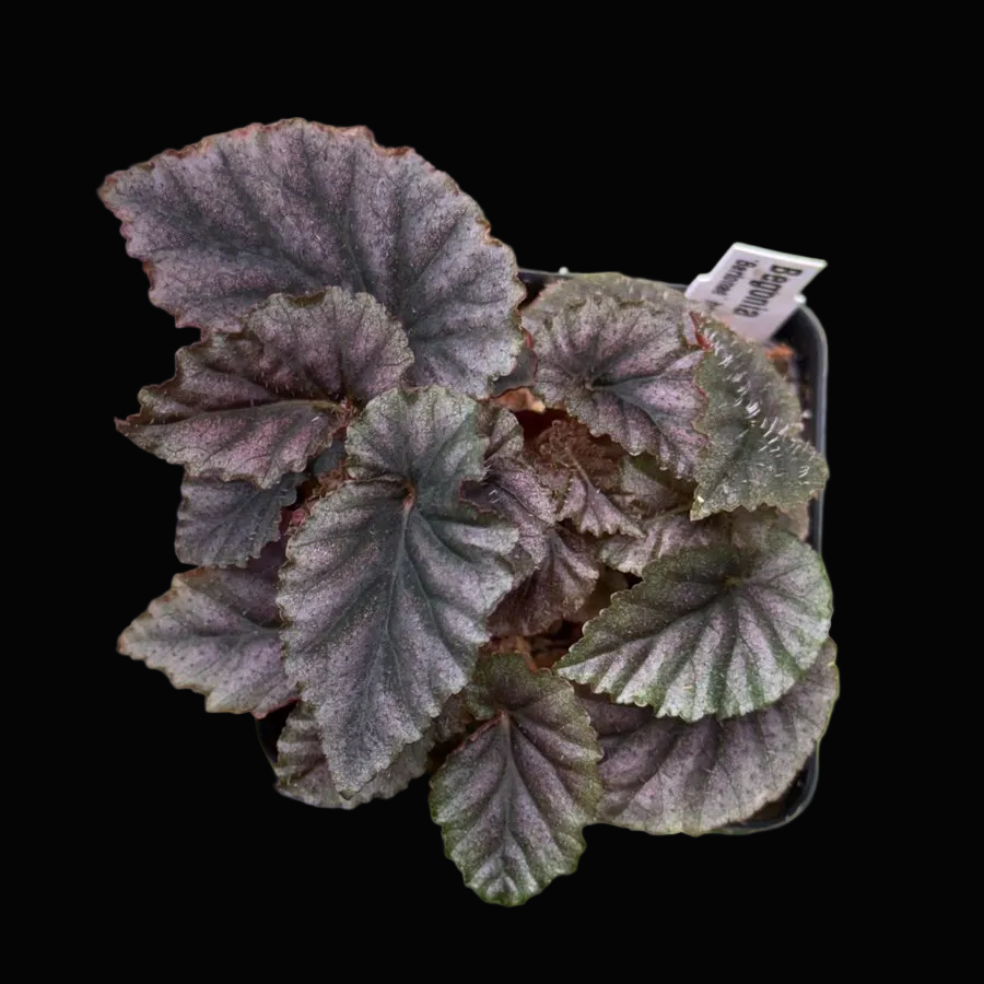 Begonia bartonea hort.