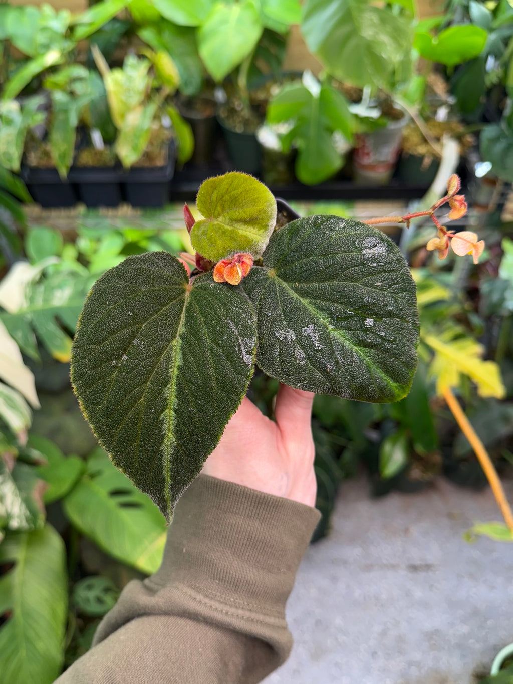 Begonia Imperialis (Silver Band)