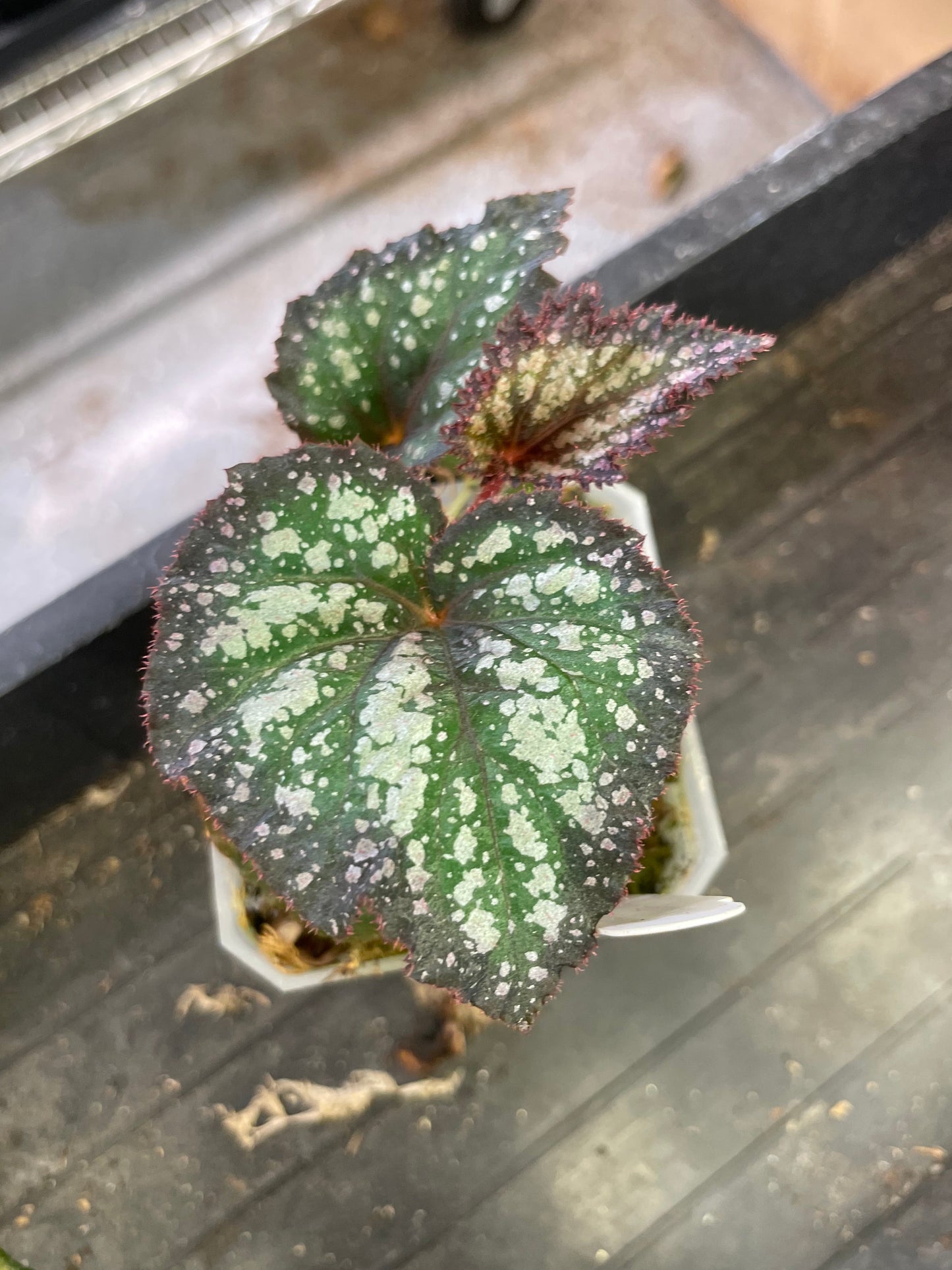 Begonia Steve's Leaves Bramble Jam