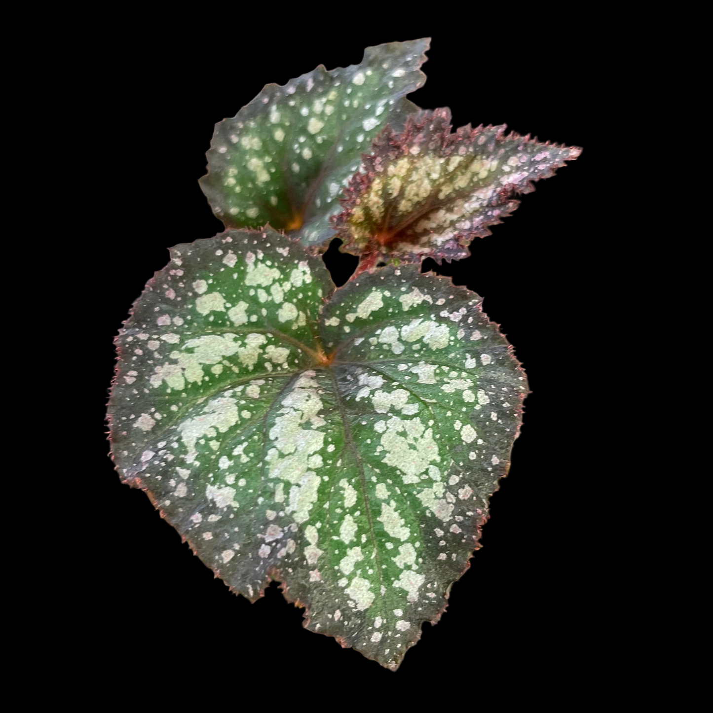 Begonia Steve's Leaves Bramble Jam showing silver leaves with pink centers and burgundy spotted margins