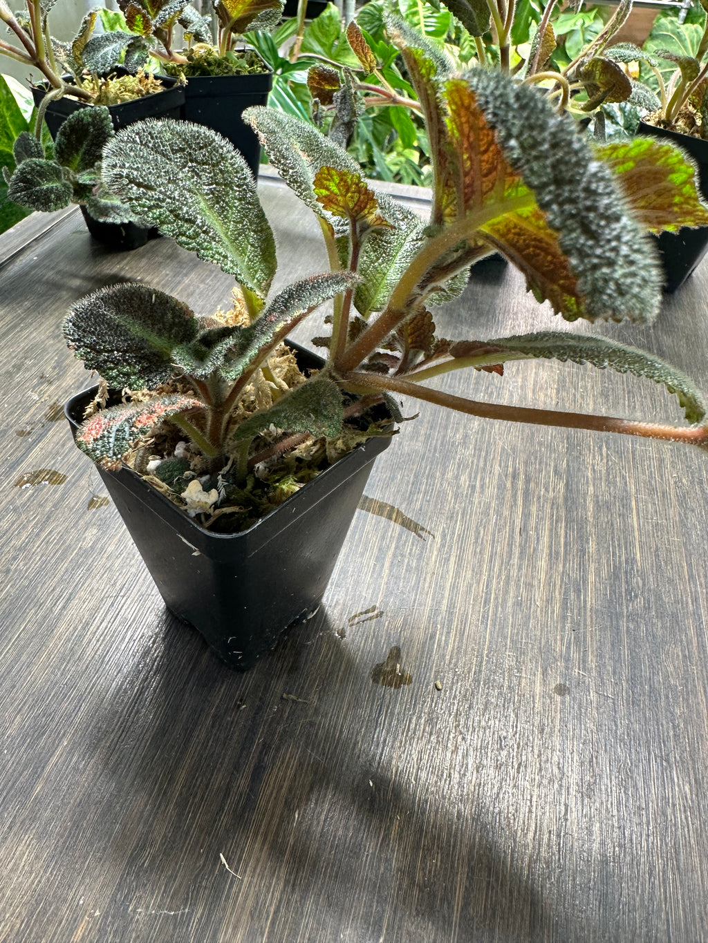 Episcia 'Emerald Velvet'