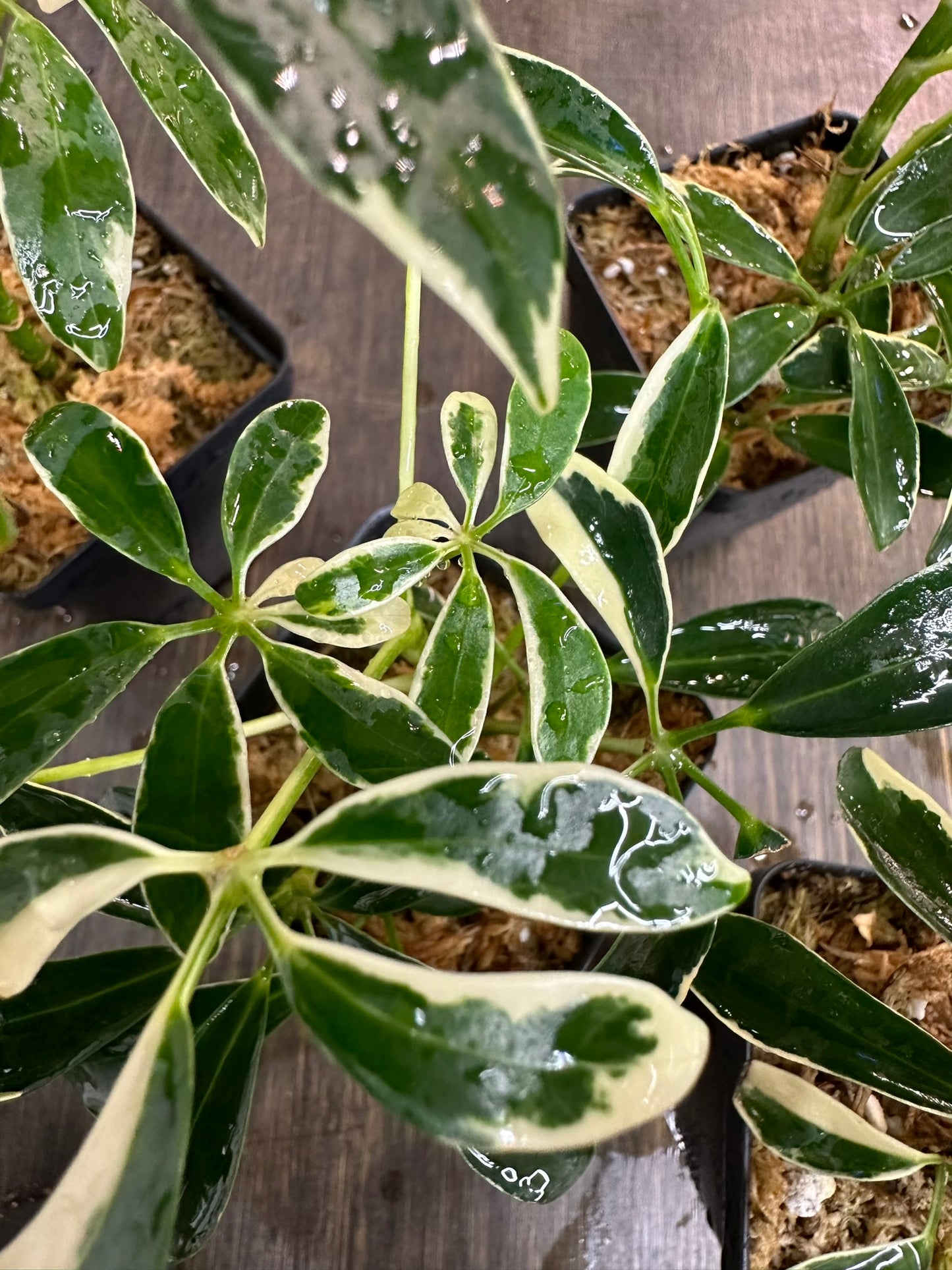 Schefflera Arboricola Variegata