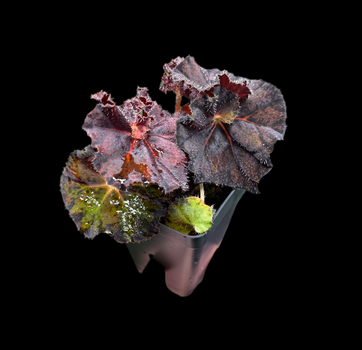 Begonia Peter Piper