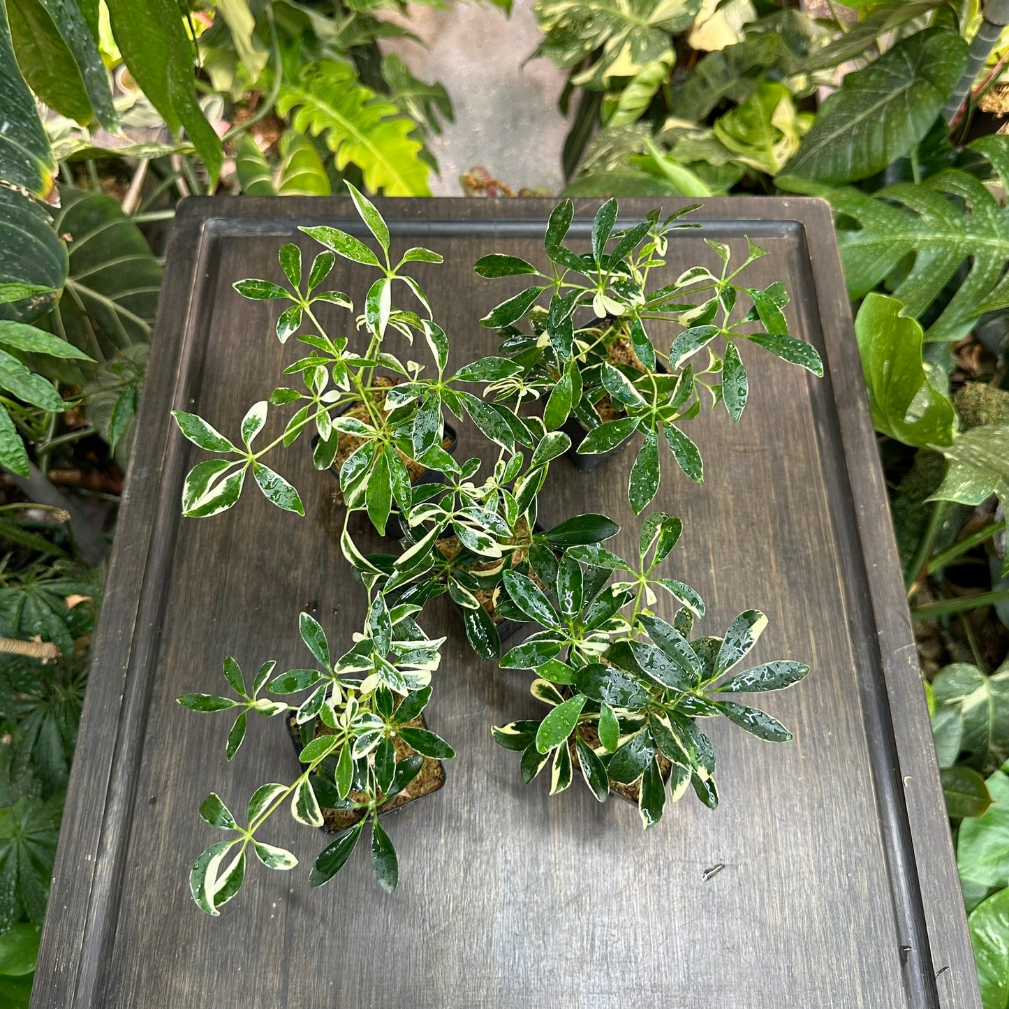 Schefflera Arboricola Variegata