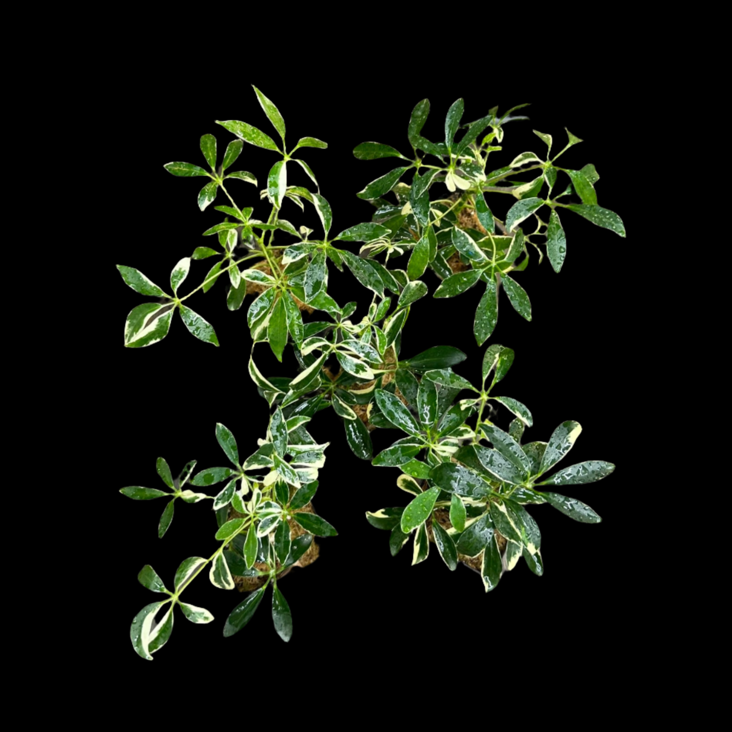 Schefflera Arboricola Variegata