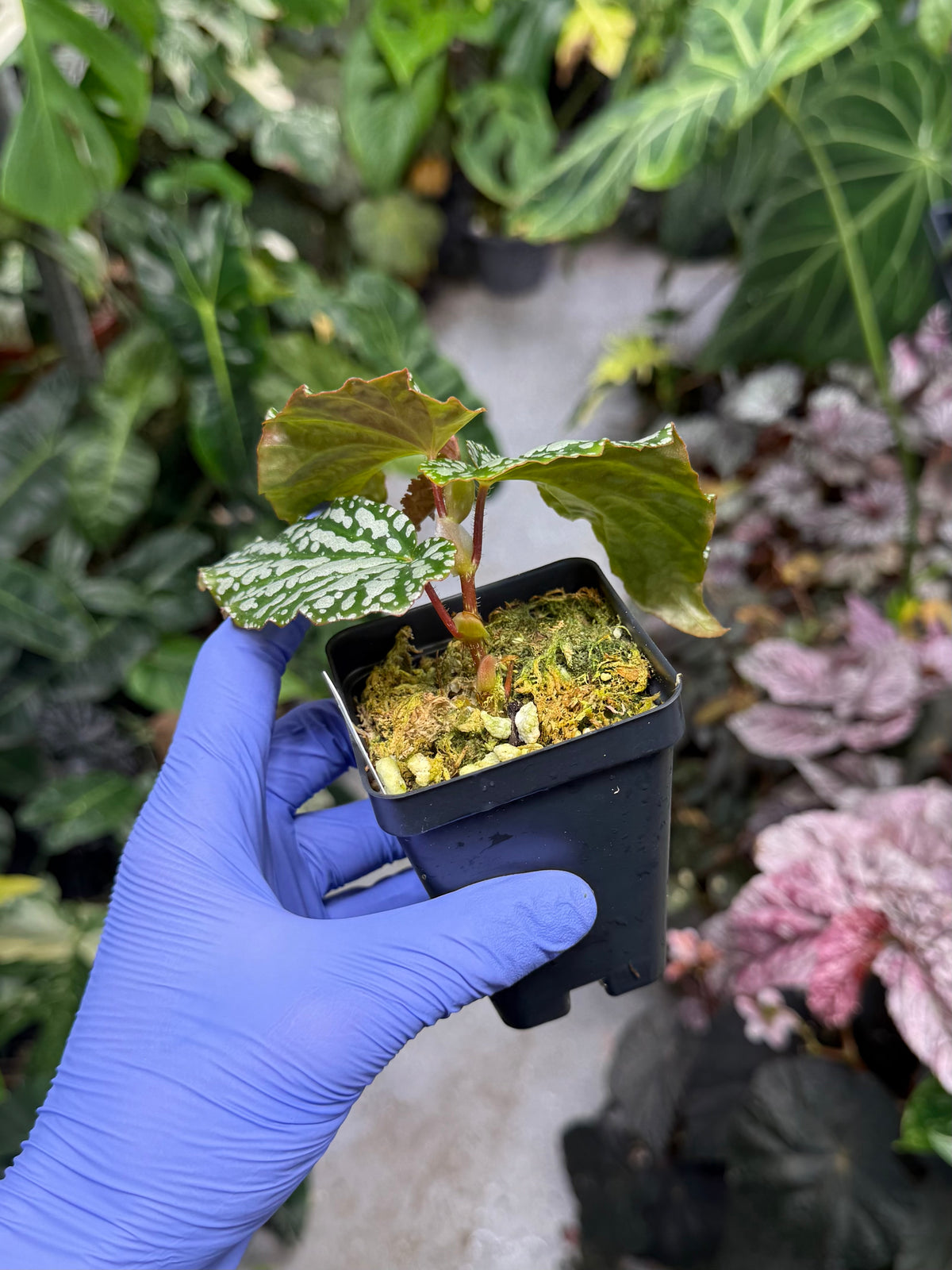 Begonia Snowfall