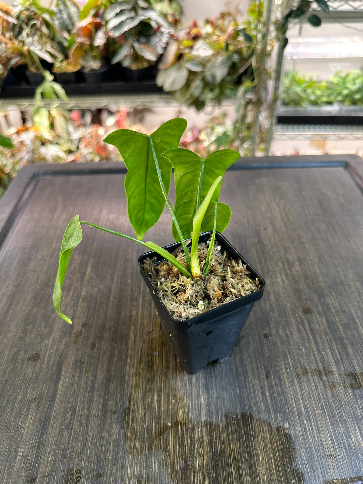 PURGE Philodendron Balaoanum