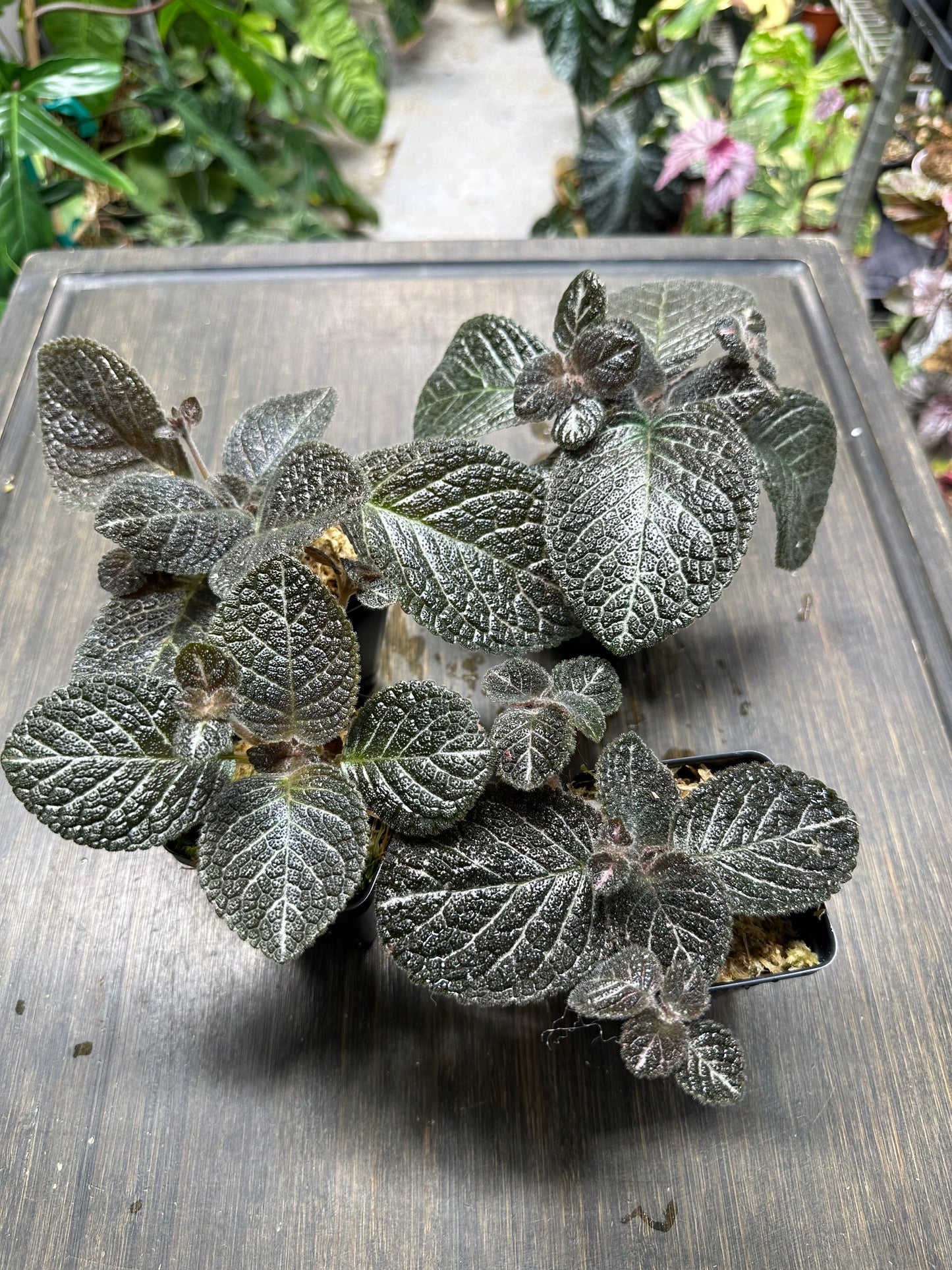 Episcia 'Longwood Gardens' Houseplant