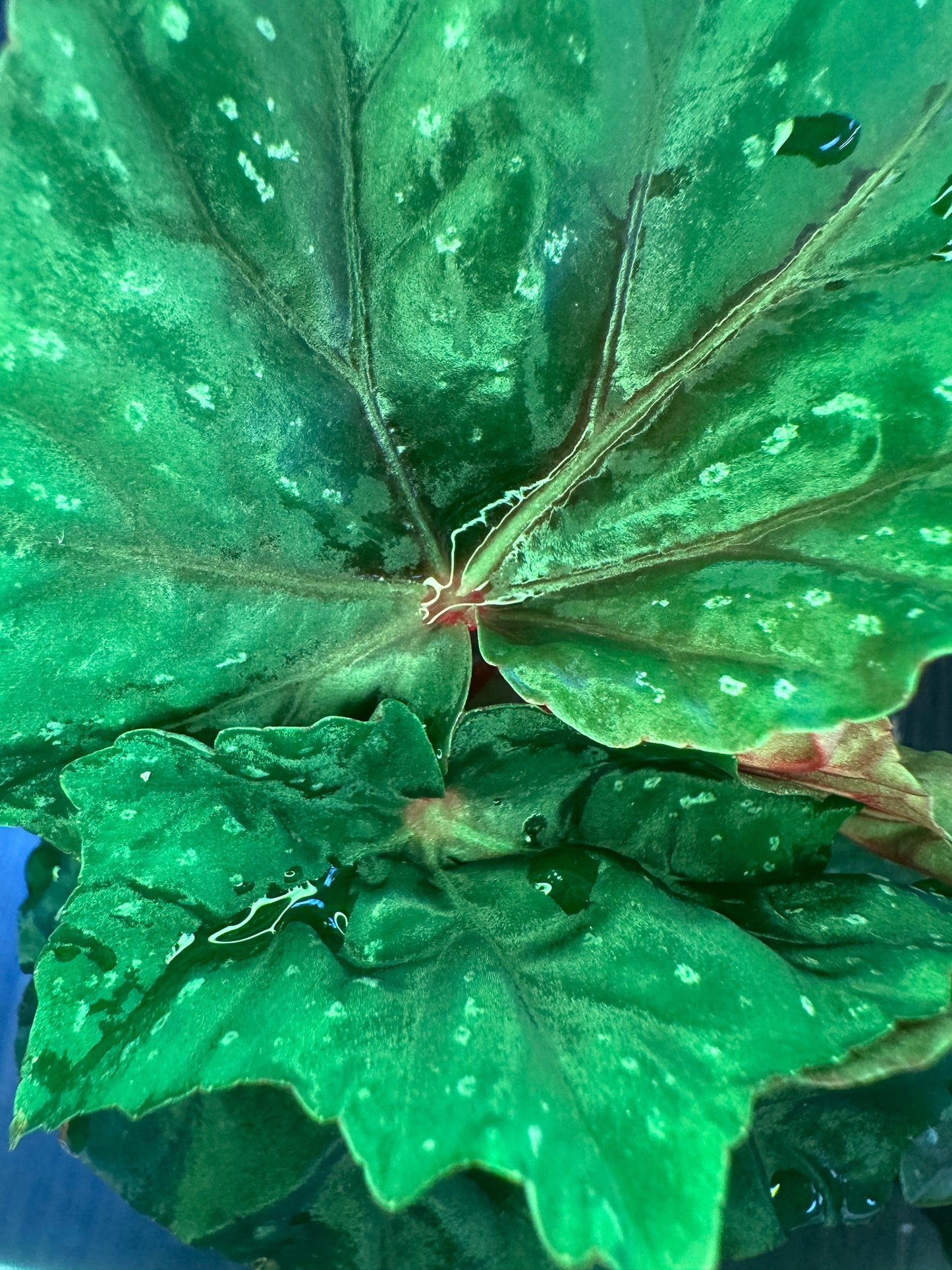 Begonia Lubbergei
