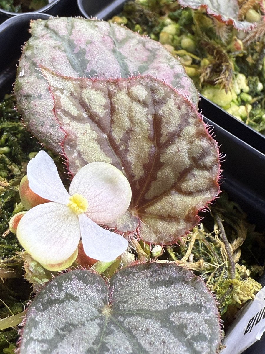 Begonia luzonensis
