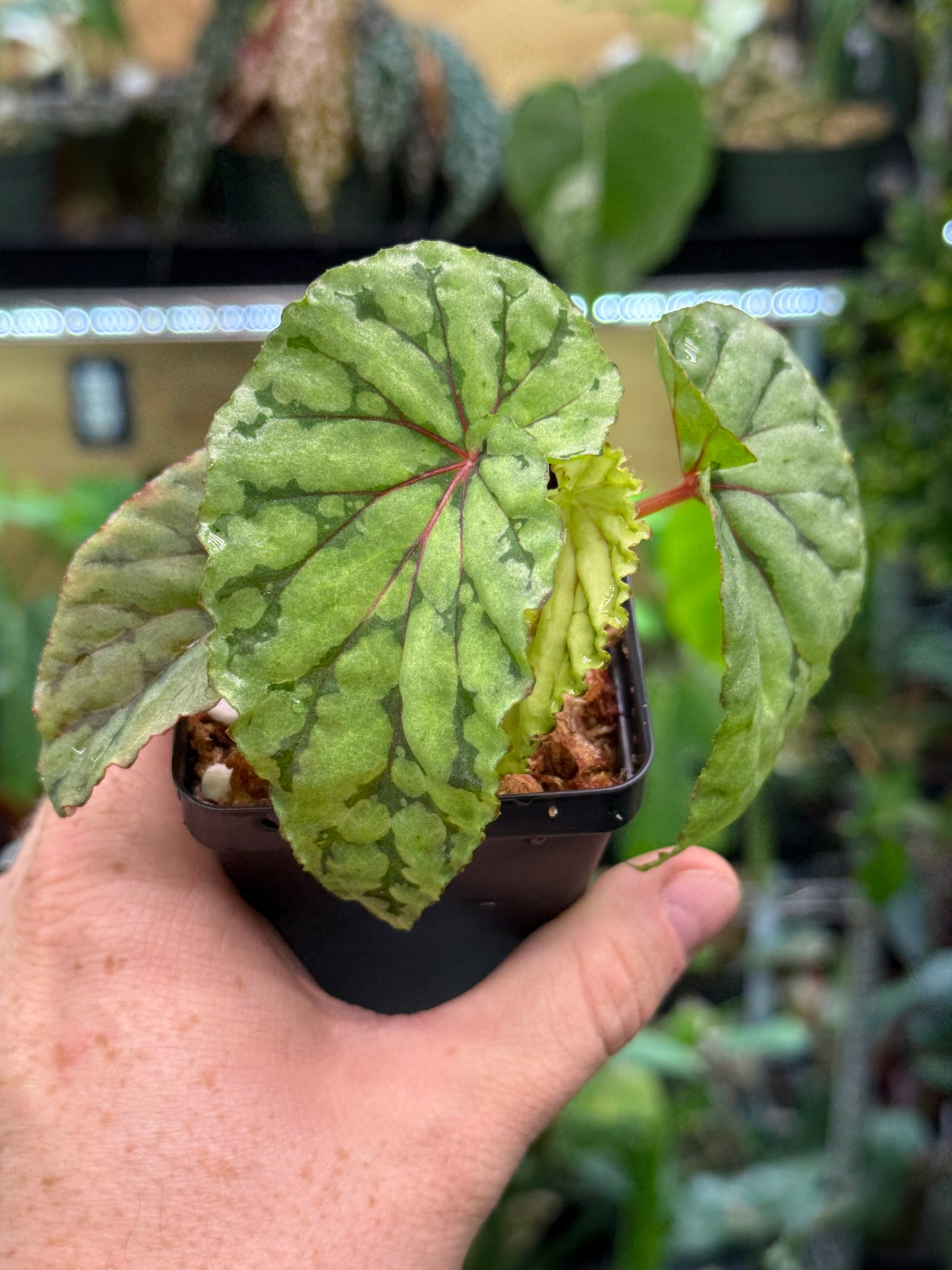 Begonia U038