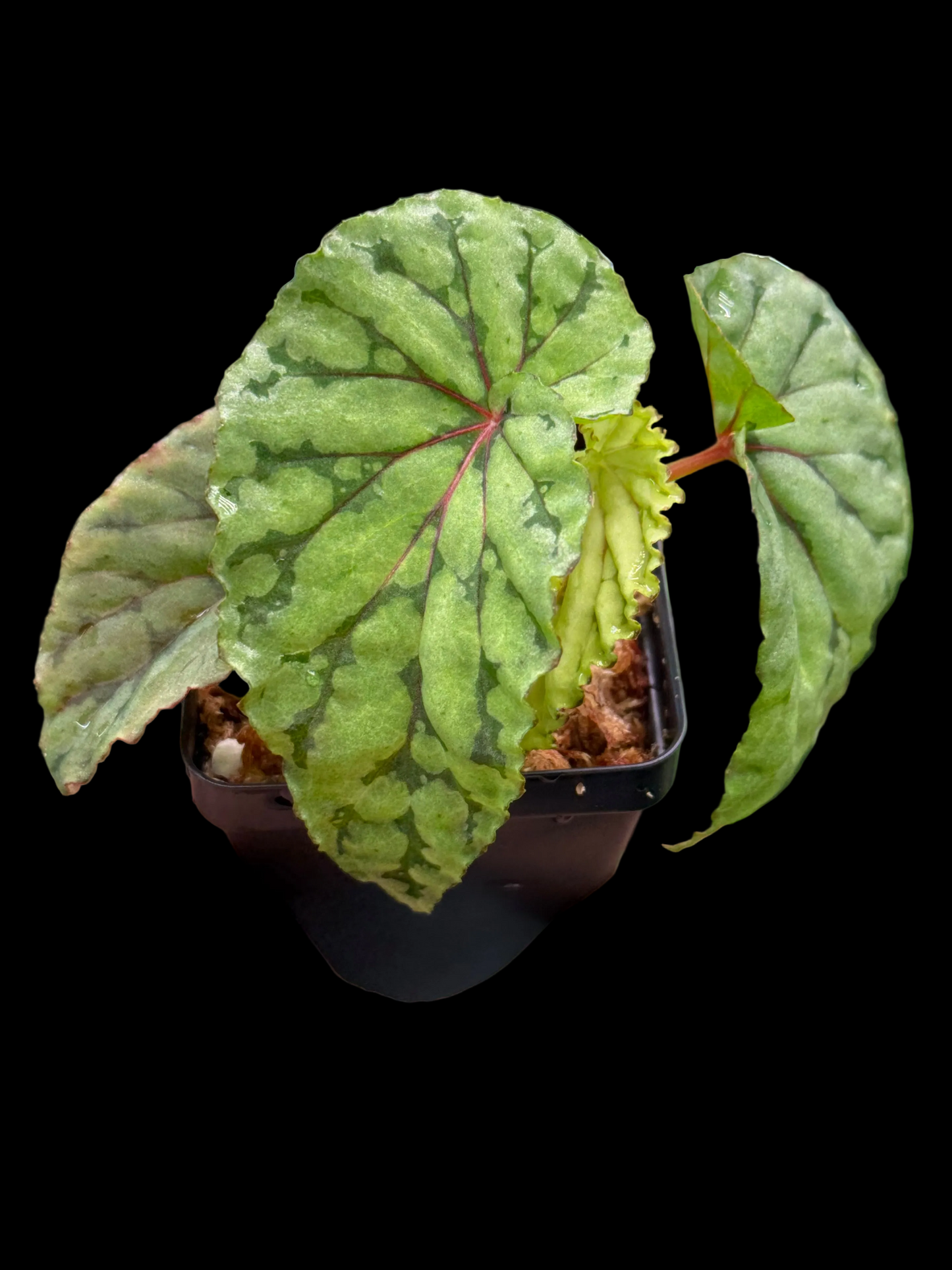 Begonia U038