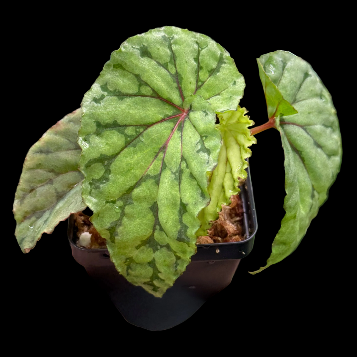 Begonia U038