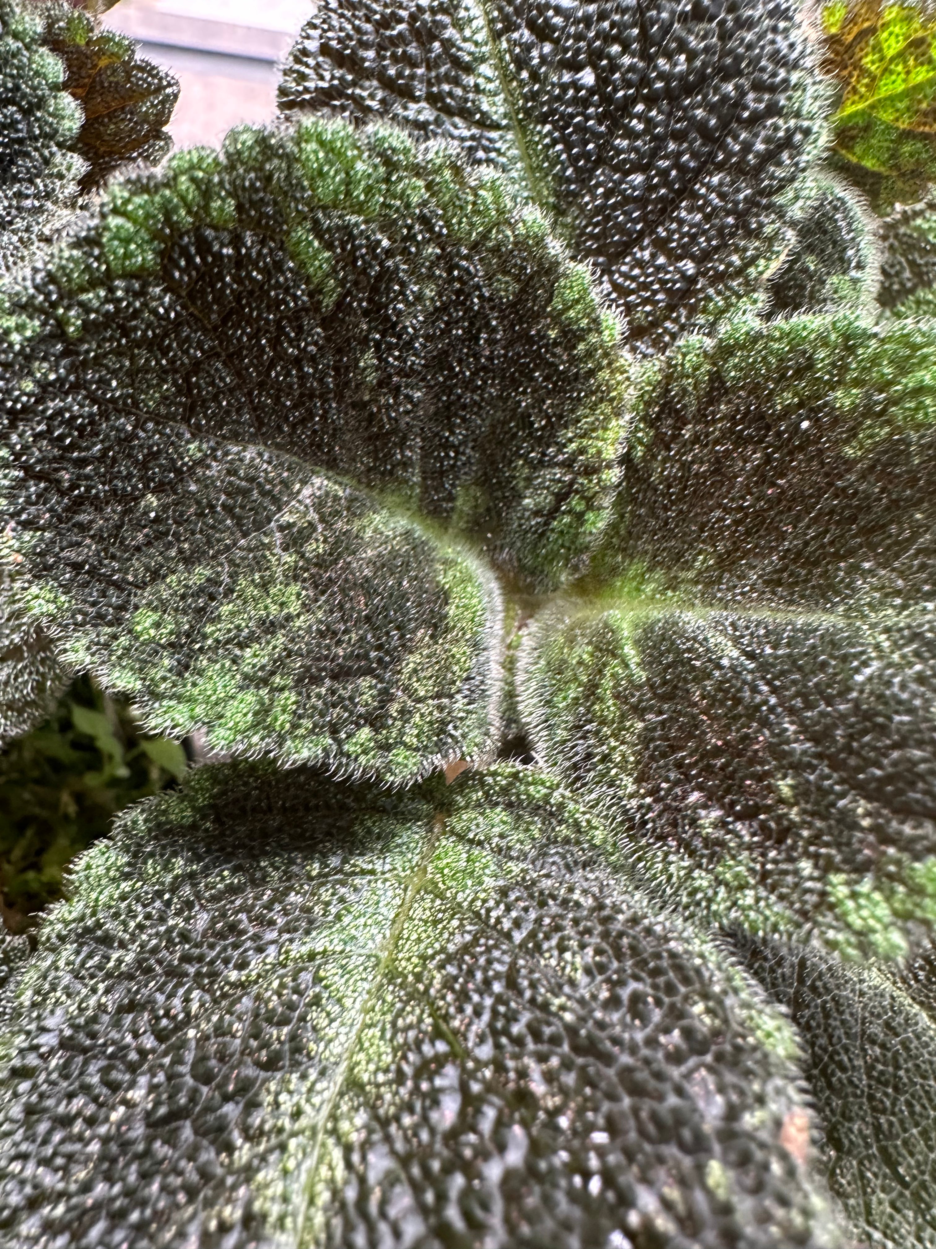 Episcia 'Emerald Velvet'