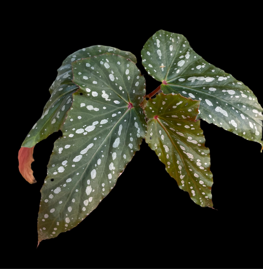 Begonia Kristy
