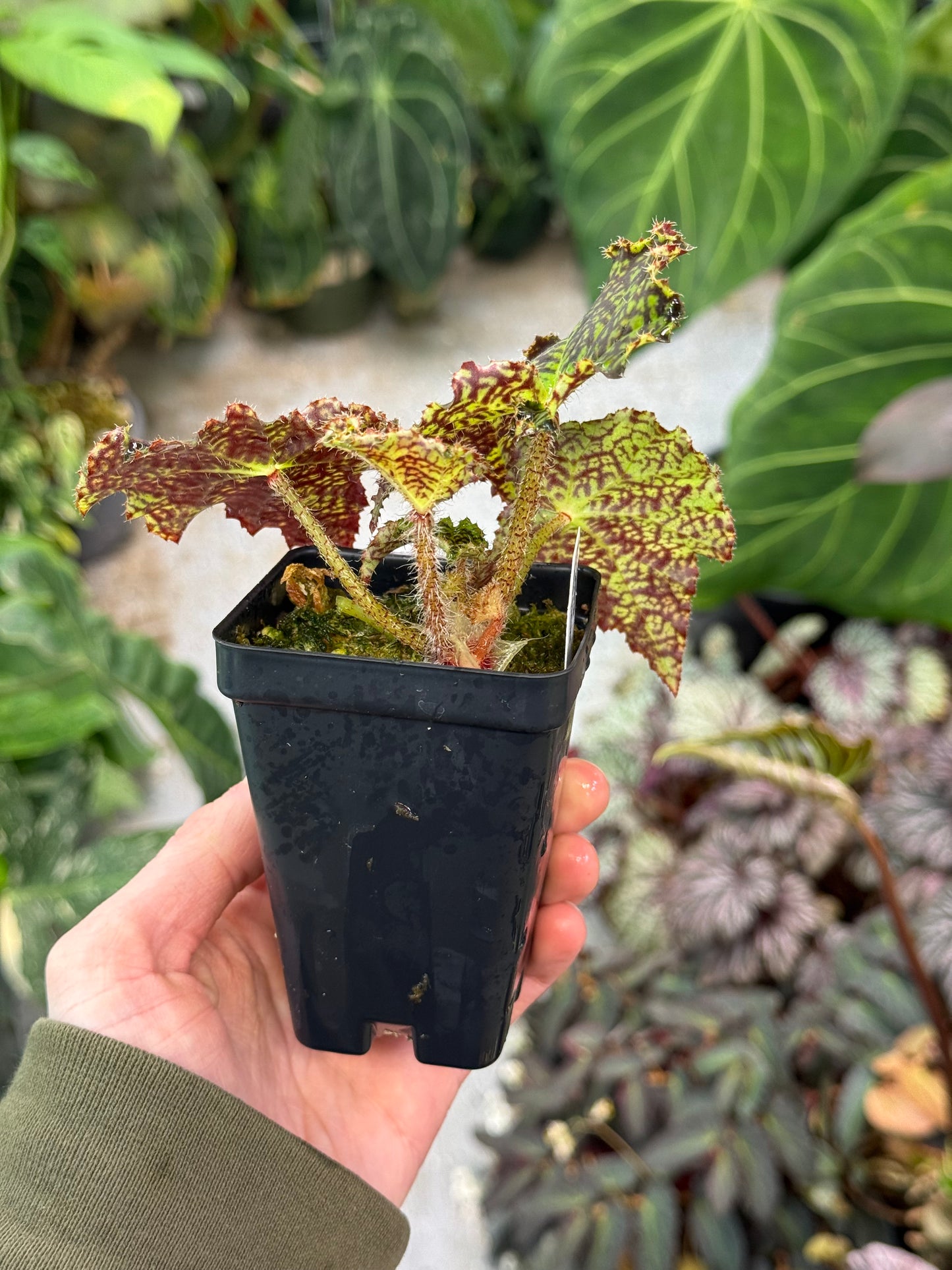 Begonia Deco Checks