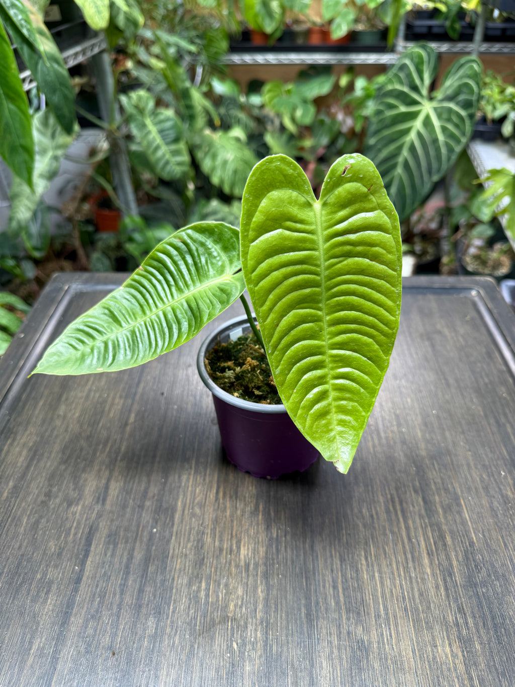 Anthurium Veitchii Small