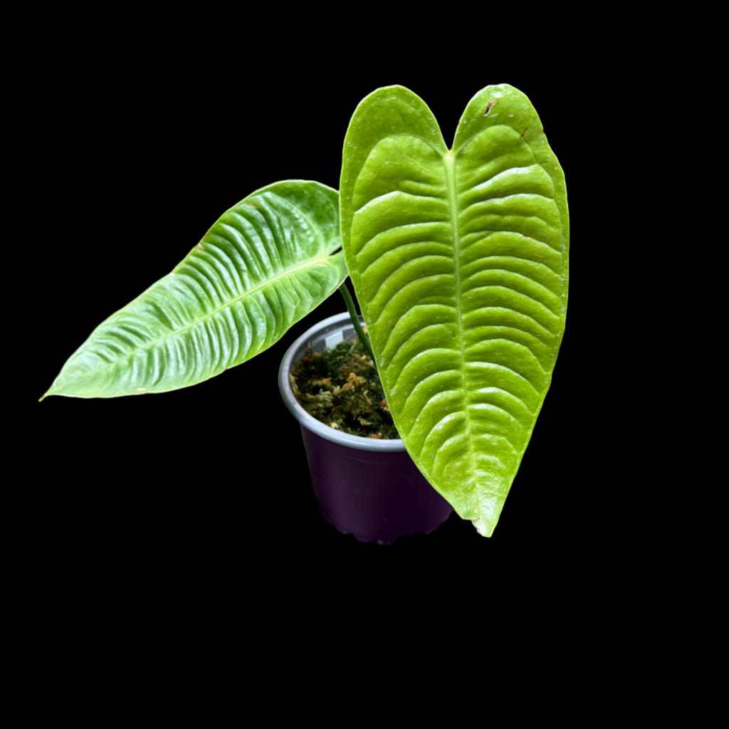 Anthurium Veitchii Small