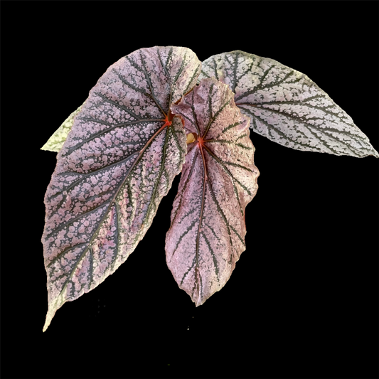 Begonia Maurice Amey