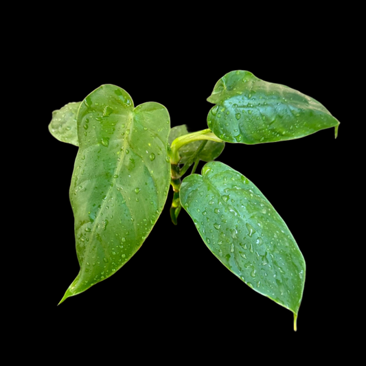 PURGE Philodendron Esmeraldense