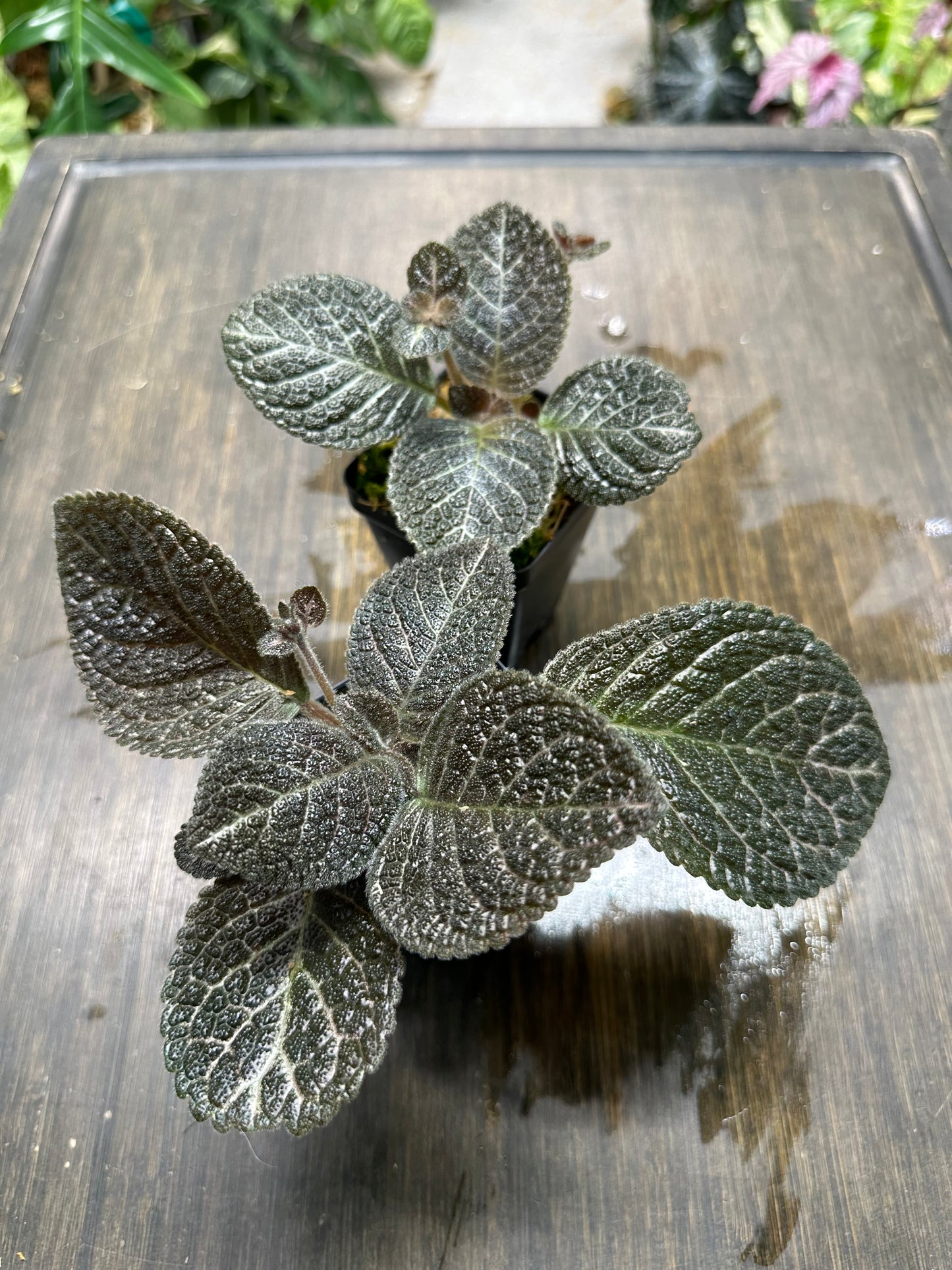 Episcia 'Longwood Gardens' Houseplant