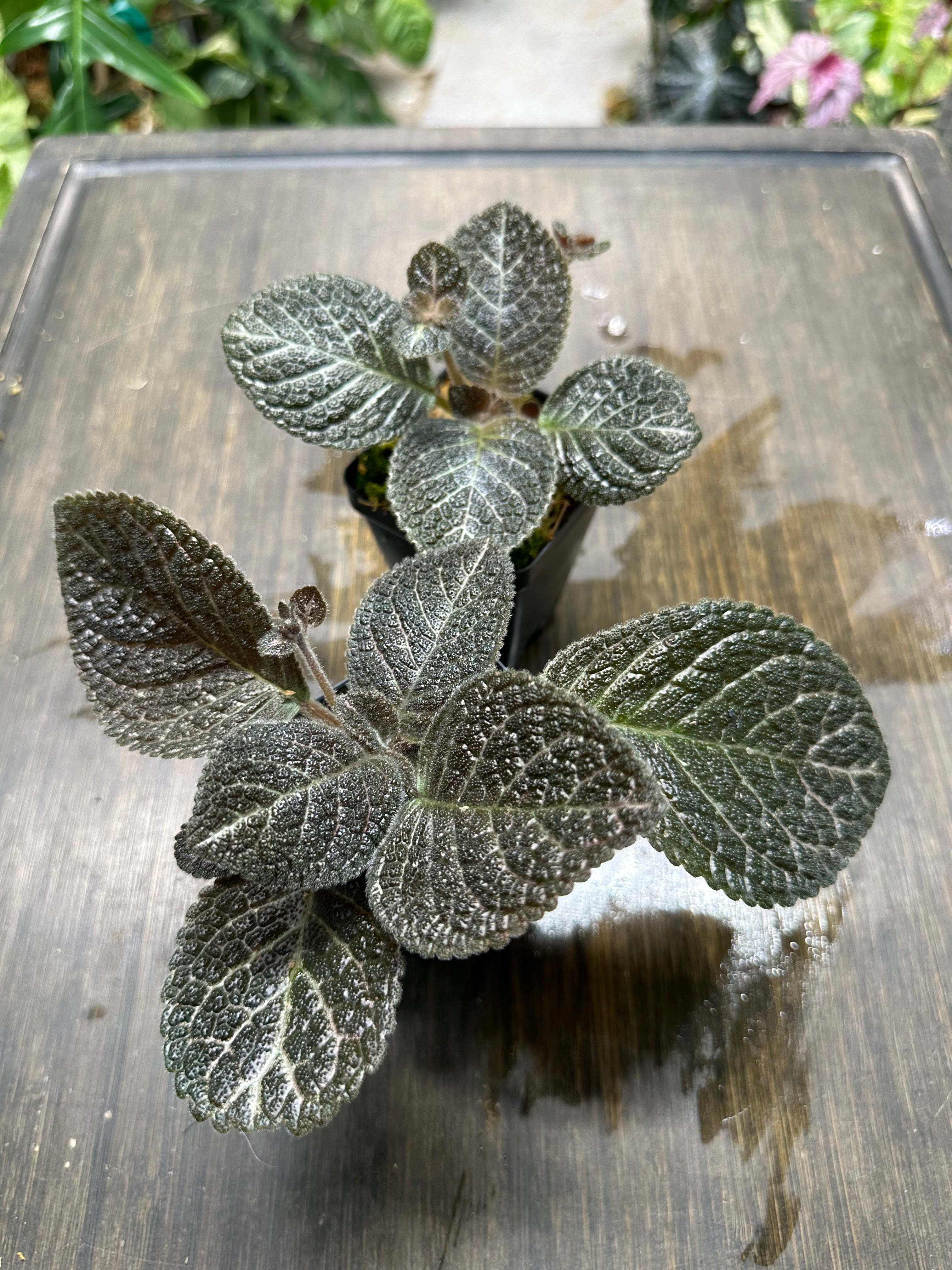 Episcia 'Longwood Gardens'