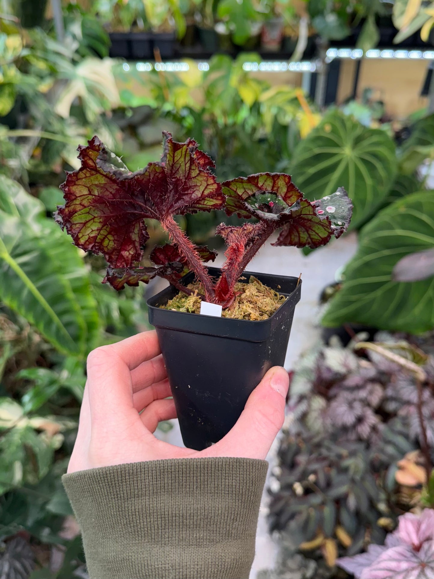 Begonia Macarena