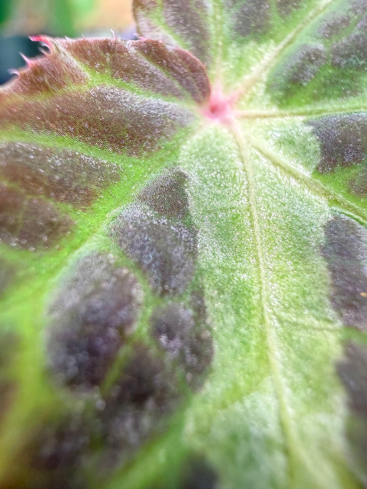 Begonia bolsteri