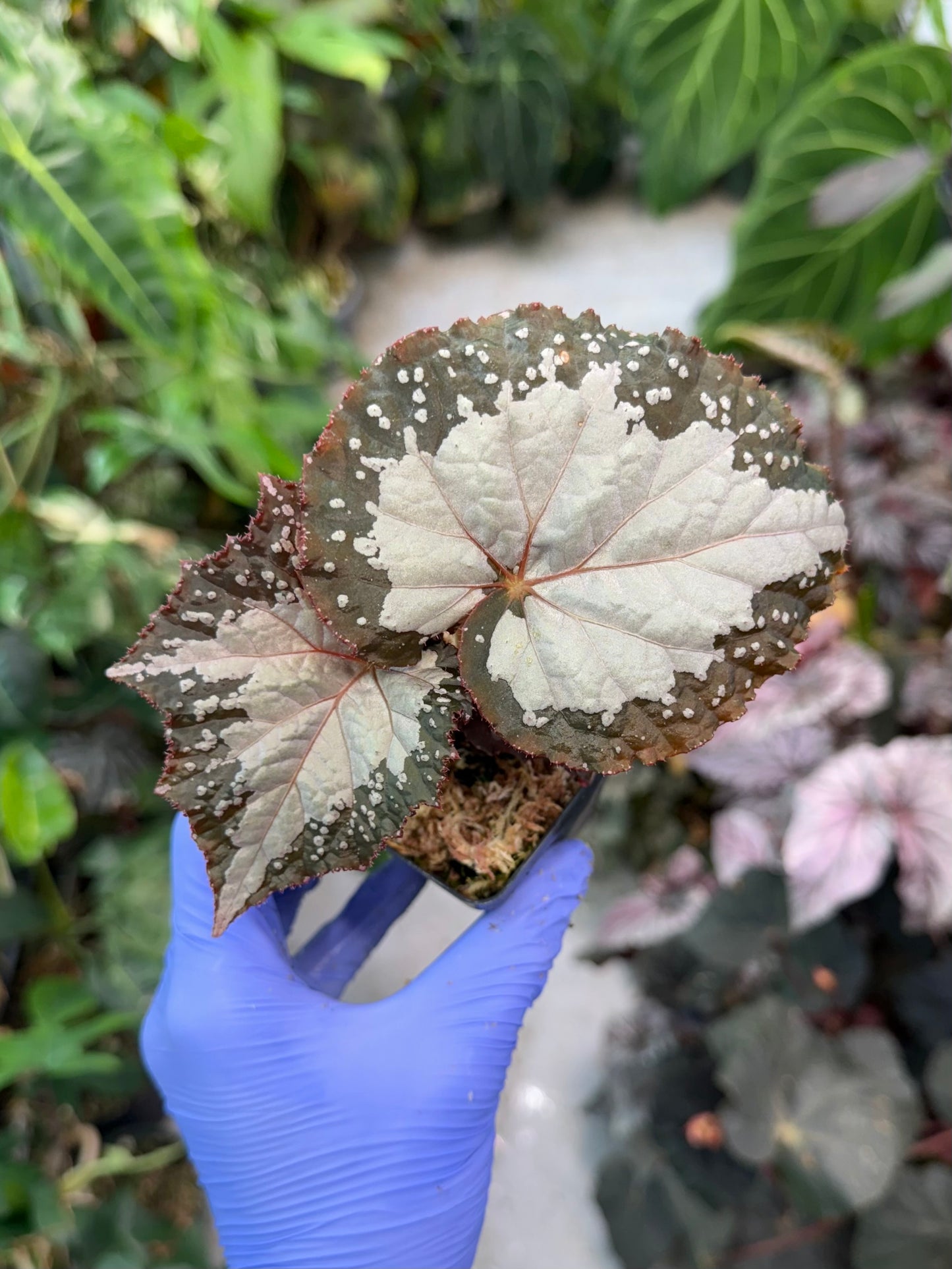 Begonia West Texas Blizzard